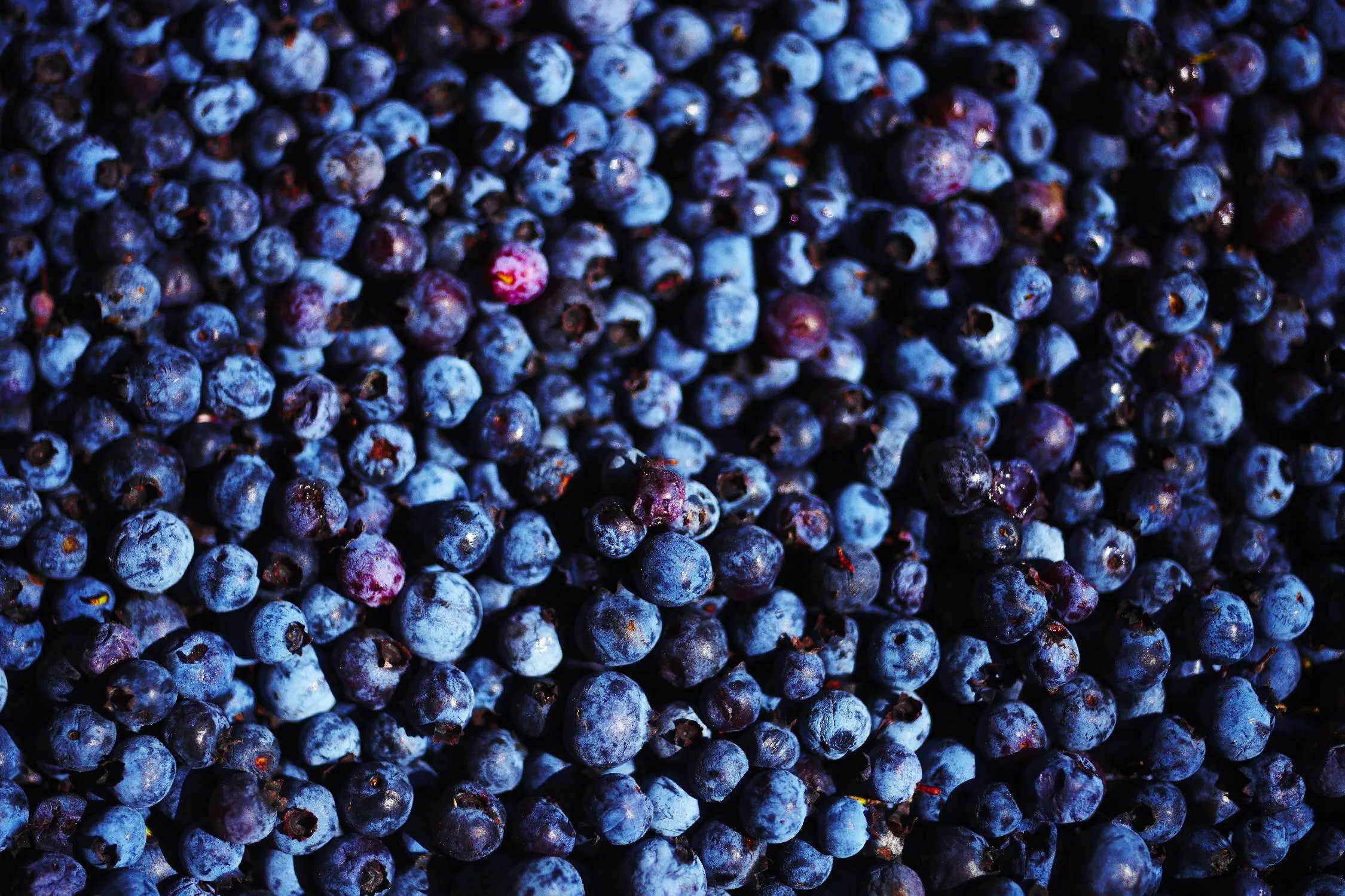 Blueberries II